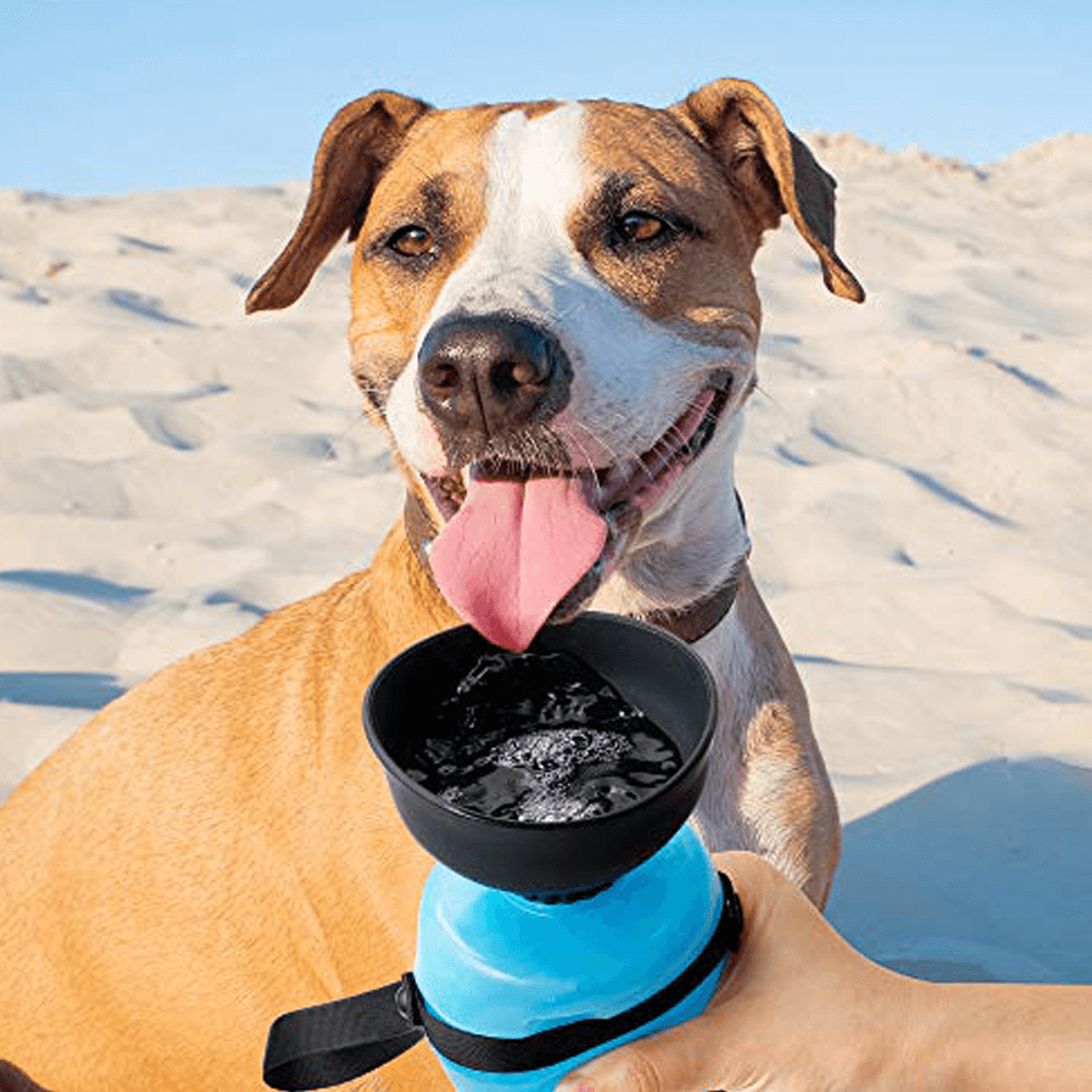 BPA Free Outdoor Dog Water Bottle