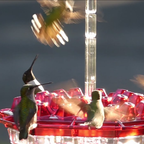 Ant Proof Sweety Hummingbird Feeder with Perch – Outdoor Hanging Yard Garden Decoration, Perfect Gift for Garden Lovers