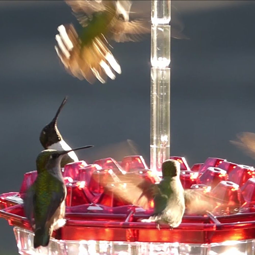 Ant Proof Sweety Hummingbird Feeder with Perch – Outdoor Hanging Yard Garden Decoration, Perfect Gift for Garden Lovers