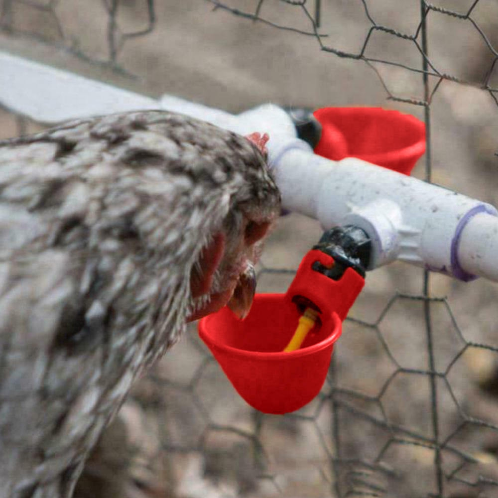 Water Cups For Chickens