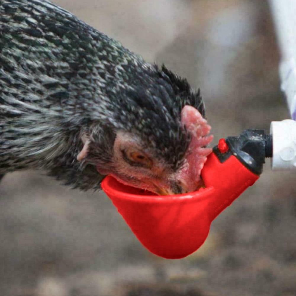 Water Cups For Chickens