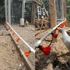 Water Cups For Chickens
