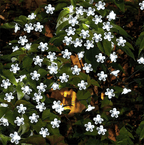 Solar Flower String Lights Outdoor Waterproof Garden Fairy Garland
